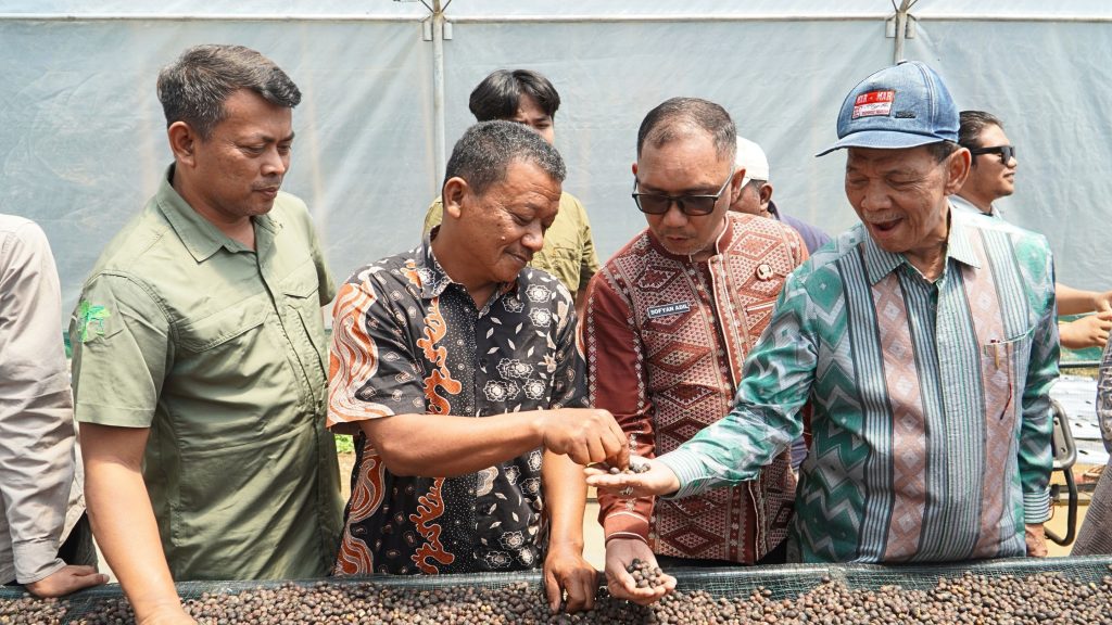 Direktur GJI, Panut Hadisiswoyo bersama praktisi kopi, Wahid Harahap menunjukkan jenis kopi robusta yang dijemur di dry house di LPHD Permata Hijau kepada tokoh konservasi, M. Syahrul Pasaribu pada Jumat (28/8/2026).