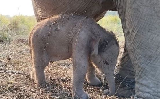 Bayi Gajah Sumatra