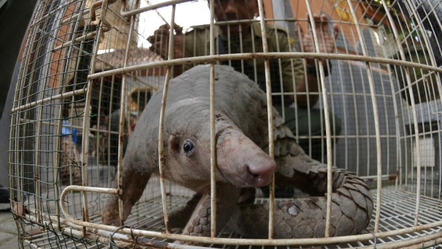 Ilustrasi Trenggiling (Manis Javanica). Foto: ANTARA FOTO/Fikri Yusuf