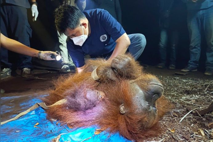 Proses evakuasi induk dan anak orang utan yang sempat terjebak karhutla di Kabupaten Kotawaringin Timur, Rabu malam (2/9/2026). (ANTARA/Dokumentasi Pribadi)