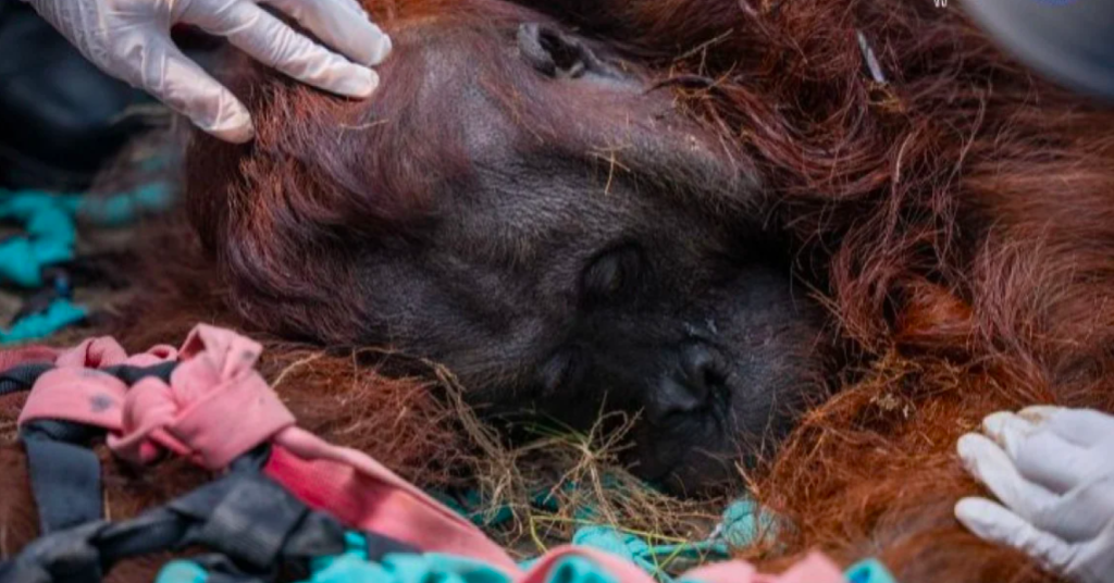 Orangutan Mati