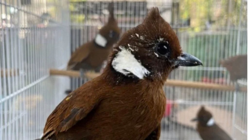 Sebanyak 3.578 ekor burung yang hendak diselundupkan berhasil diselamatkan petugas Balai Penegakan Hukum (Gakkum) Wilayah Jawa, Bali dan Nusa Tenggara (Jabalnusra) pada Selasa (22/9/2026). (Foto: Gakkum Jabalnusra)