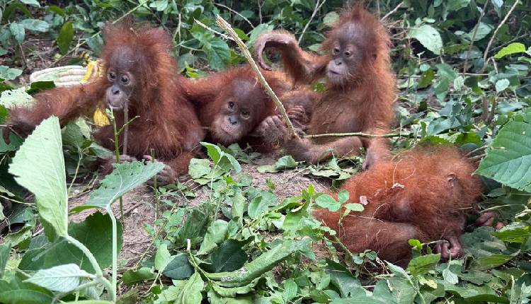 Orangutan - ommcomnews.com