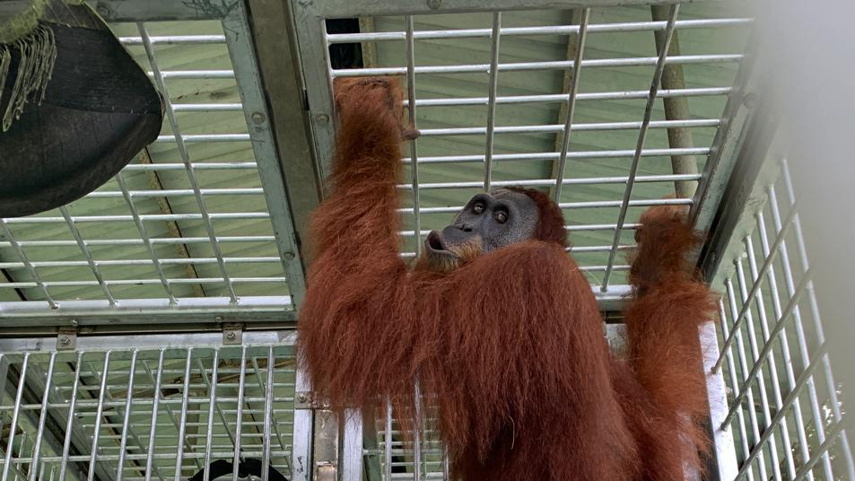 Tiga orangutan sumatera (Pongo abelii), Didi, Trumon, dan Babahlung, tiba di Pusat Reintroduksi Orangutan Jantho, Aceh, setelah menjalani rehabilitasi di SOCP Sibolangit. Ketiganya akan menjalani tahapan persiapan, adaptasi, penilaian, dan pemantauan sebelum melanjutkan proses reintroduksi ke habitat alaminya. (Dok. YEL-SOCP)