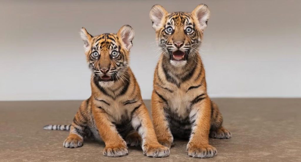 Barani dan Malu, Dua Bayi Harimau Sumatera Pertama Lahir di Fort Worth Zoo AS