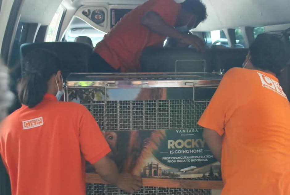 Orangutan Rocky Korban Perdagangan Ilegal Kembali ke Pelukan Ibu Pertiwi