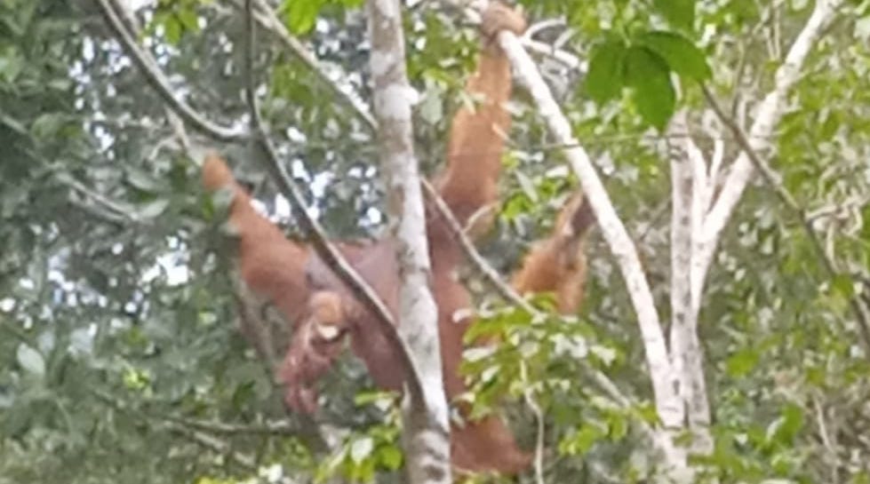 GJI dan LPHD Permata Hijau Ungkap Titik Sarang Orangutan Tapanuli di Penyangga Gunung Lubuk Raya